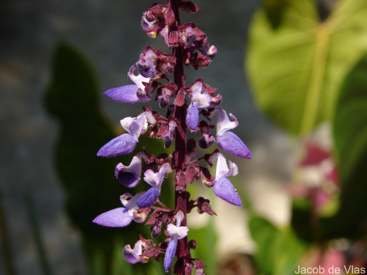 Coleus scutellarioides (L.) Benth.